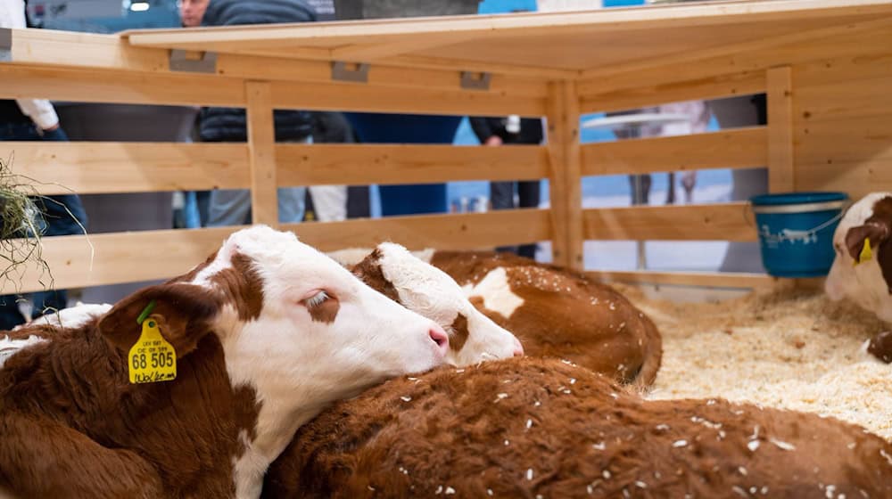 In Niedersachsen sind vom Verbot etwa Auktionen mit Rindern betroffen. (Symbolbild) / Foto: Alicia Windzio/dpa