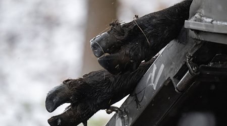 Nach dem Ausbruch der Maul- und Klauenseuche in Brandenburg sind auch niedersächsische Tierhalter zur Vorsicht aufgerufen. / Foto: Sebastian Christoph Gollnow/dpa