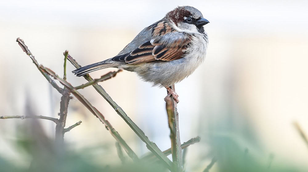 Der Haussperling ist zwar immer noch der meist gesichtete Singvogel in Niedersachsen, aber sein Bestand ist im Vorjahresvergleich um 13 Prozent zurückgegangen. (Archivbild) / Foto: Kira Hofmann/dpa-Zentralbild/dpa