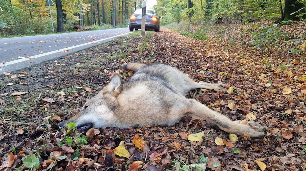 Die bei einem Verkehrsunfall getötete Wölfin ist laut Experten in 14 Fällen für Risse von Nutztieren in Ostfriesland verantwortlich. (Symbolbild)  / Foto: Nord-West-Media TV/dpa