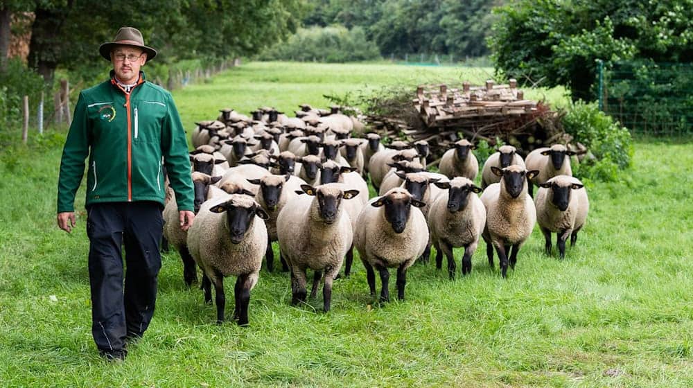 Die Schafhalter sehen sich angesichts der Maul- und Klauenseuche in einer großen Krise. (Archivfoto) / Foto: Philipp Schulze/dpa