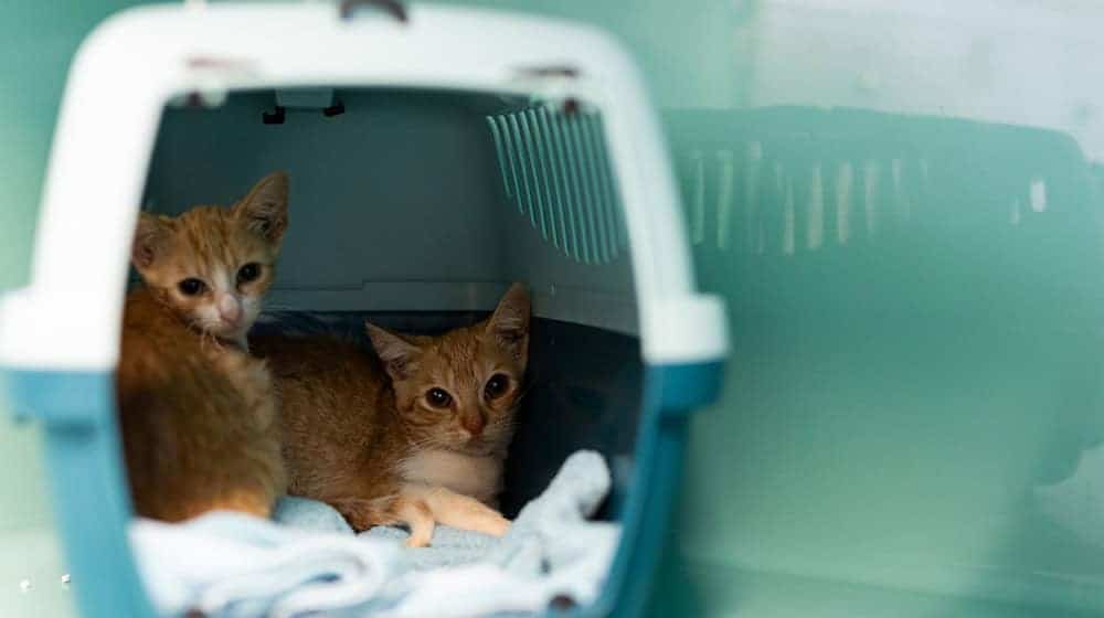 Immer wieder besorgten sich Menschen Tiere zur falschen Zeit, auch über Internet-Plattformen, sagt der niedersächsische Tierschutzverband. (Symbolbild) / Foto: Michael Matthey/dpa