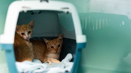 Immer wieder besorgten sich Menschen Tiere zur falschen Zeit, auch über Internet-Plattformen, sagt der niedersächsische Tierschutzverband. (Symbolbild) / Foto: Michael Matthey/dpa