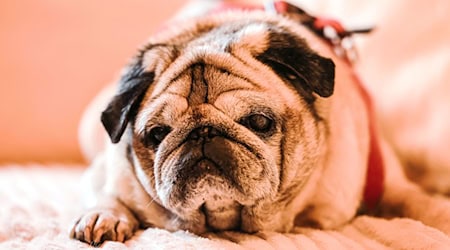 Bei älteren Hunden ist Demenz laut Experten weit verbreitet.  / Foto: Oliver Berg/dpa