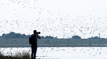 Sandregenpfeifer gelten in Niedersachsen inzwischen als stark gefährdet. (Archivfoto) / Foto: Sina Schuldt/dpa