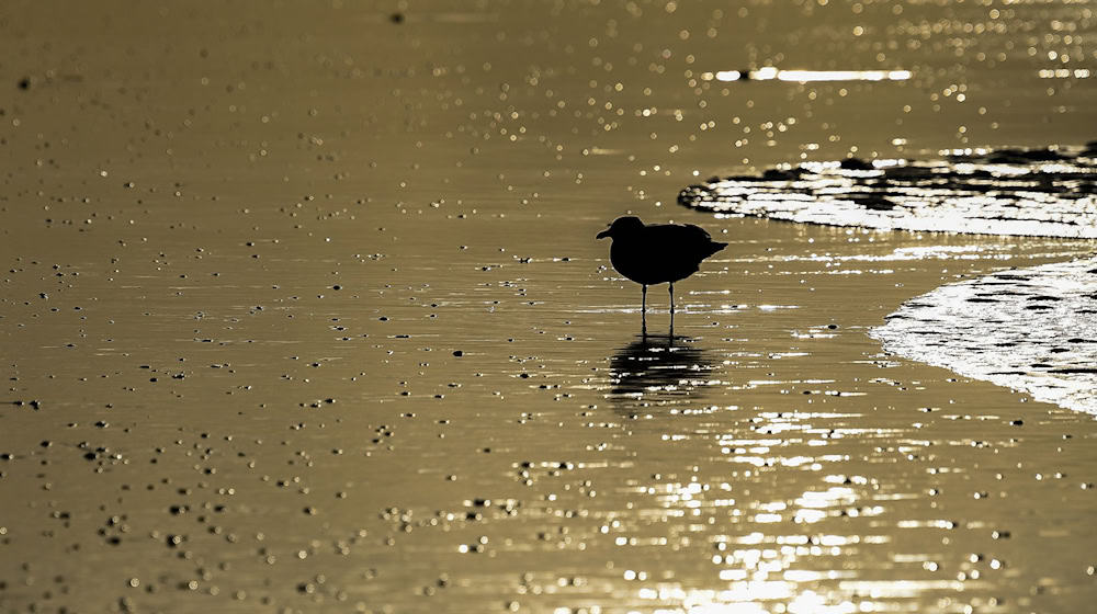 Auch im Winter lassen sich Vögel im Watt beobachten (Archivbild). / Foto: Mohssen Assanimoghaddam/dpa