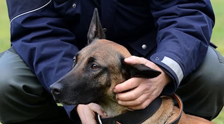 Ein Junge kam am Morgen nicht in der Schule an, er ist Autist. Die Polizei suchte mit Hunden nach ihm. (Symbolbild) / Foto: Caroline Seidel/dpa