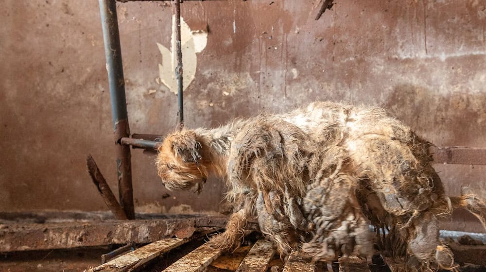 Verwahrlost und krank - in diesem schlimmen Zustand haben Tierschützer und Behördenvertreter Hunde in einem leerstehenden Haus vorgefunden. / Foto: Klaus Spielbüchler/Gut Aiderbichl/dpa