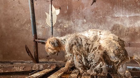 Verwahrlost und krank - in diesem schlimmen Zustand haben Tierschützer und Behördenvertreter Hunde in einem leerstehenden Haus vorgefunden. / Foto: Klaus Spielbüchler/Gut Aiderbichl/dpa