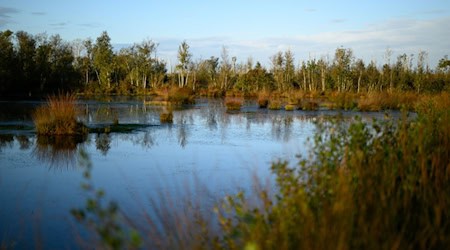 Anders als etwa das Goldenstedter Moor in der Diepholzer Moorniederung sind viele Moorflächen in Niedersachsen entwässert und damit nicht mehr intakt. (Archivbild) / Foto: Izabella Mittwollen/dpa