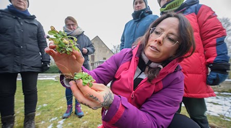 Aus Gänseblümchen lässt sich Salat machen, erläutert die Kursleiterin. / Foto: Julian Stratenschulte/dpa