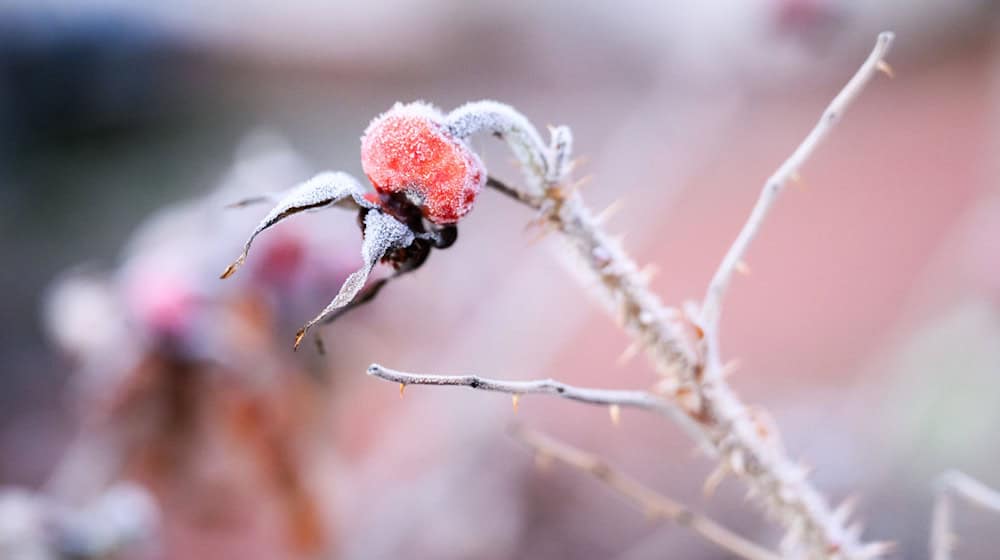 In Niedersachsen bleibt es frostig (Symbolbild). / Foto: Julian Stratenschulte/dpa