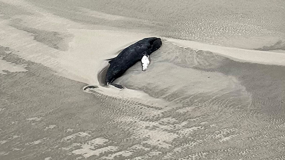 Der tote Buckelwal liegt im Sand in einer Senke. / Foto: -/Citynewstv/dpa