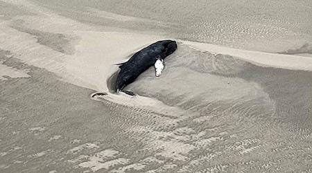 Der tote Buckelwal liegt im Sand in einer Senke. / Foto: -/Citynewstv/dpa