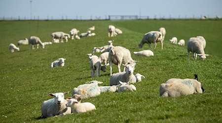 Die Förderung für den Herdenschutz soll vereinfacht und entbürokratisiert werden. (Symbolbild) / Foto: Sina Schuldt/dpa