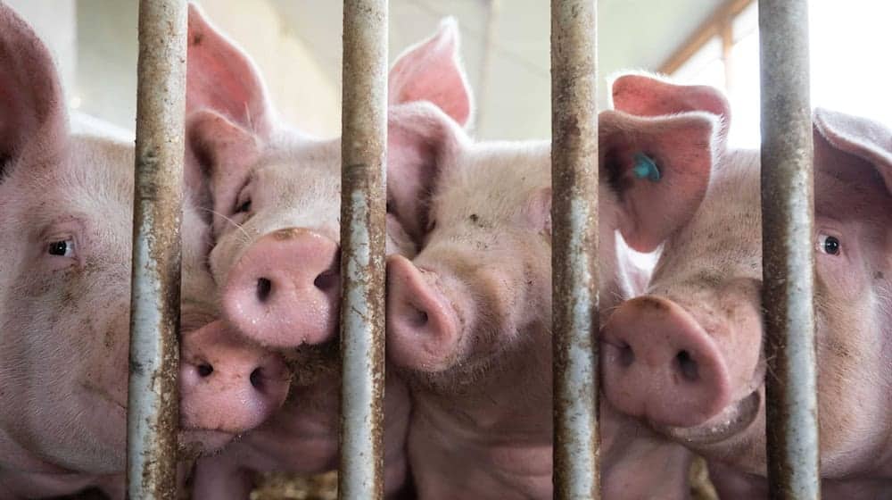 Wie lässt sich die Schweinehaltung zukunftssicher aufstellen - dieses Thema bestimmt die Mitgliederversammlung der Schweinehalter Deutschlands (ISN). (Archivfoto) / Foto: Marijan Murat/dpa