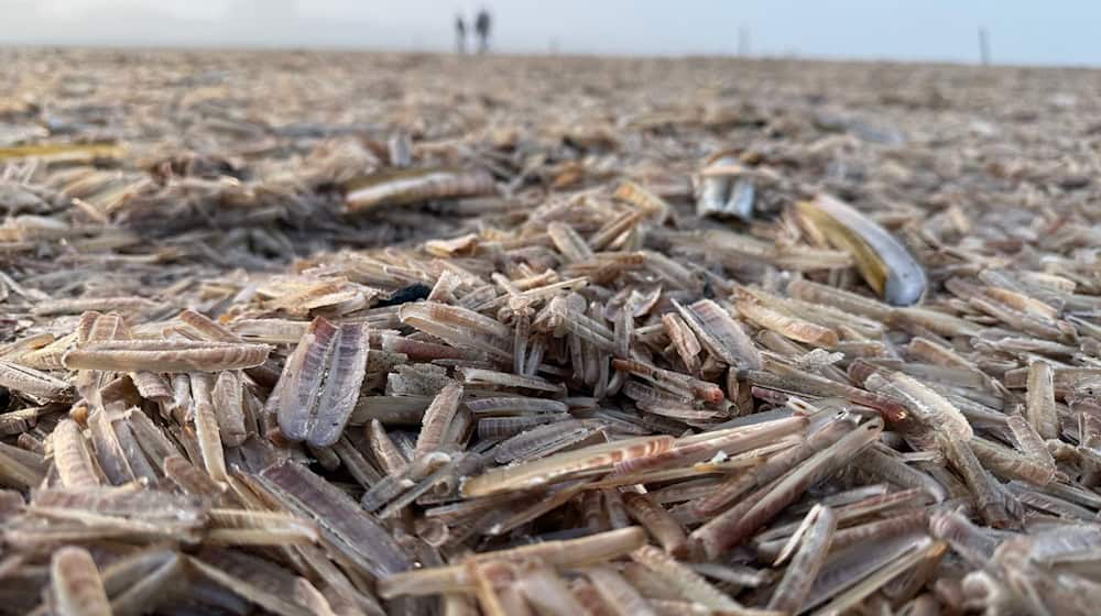 Die toten Muscheln bedecken den ganzen Strand. / Foto: Volker Bartels/dpa