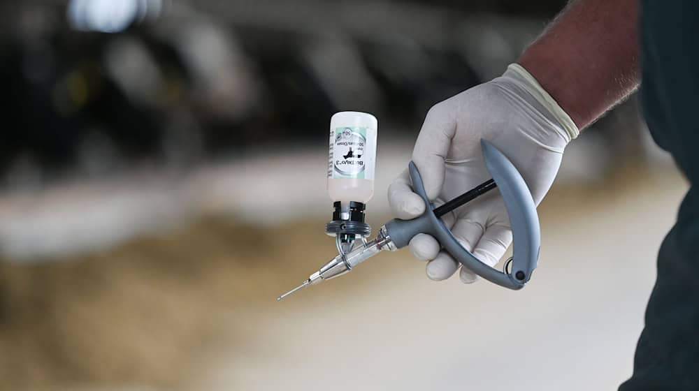 Auch die Blauzungenkrankheit sorgt derzeit für Sorgen in der Landwirtschaft - immerhin gehört sie zu den Krankheiten, gegen die man impfen kann. (Archivfoto) / Foto: Lars Penning/dpa