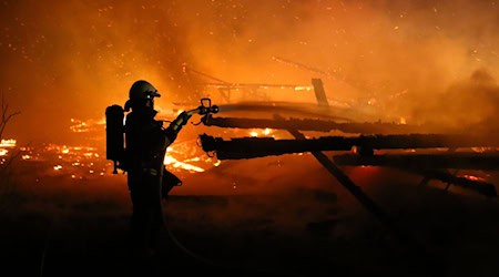 Mehrere Rinder kamen bei dem Brand in den Flammen um. (Symbolbild)  / Foto: Stefan Rampfel/dpa