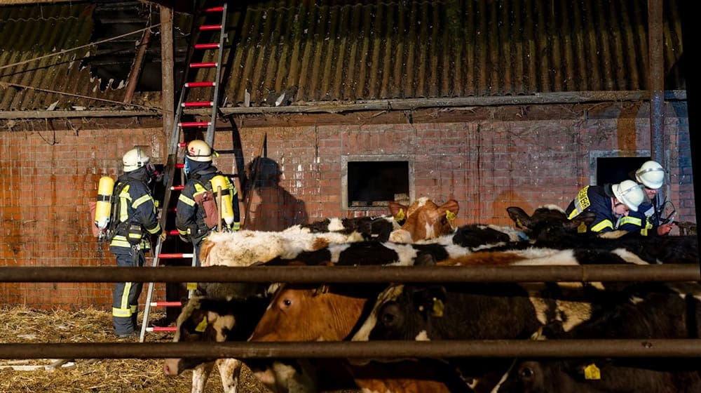 Fünf Kälber schafften es nicht mehr aus dem Stall. / Foto: Feuerwehr Stadt Bleckede/dpa