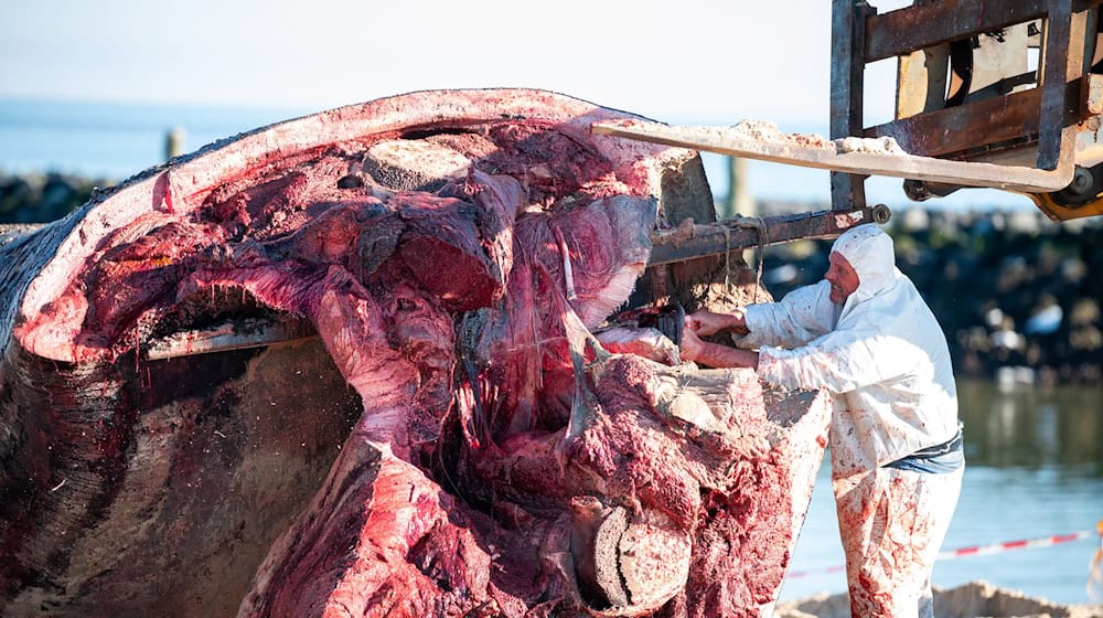 Der Wal wurde am Dienstag in Scheiben gesägt, um den großen Kadaver in Containern nach Jagel zu bringen.  / Foto: Svenja Martens/dpa