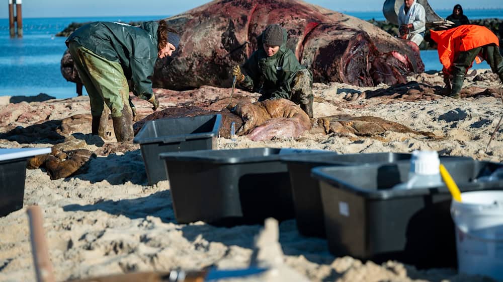 In speziellen Kisten wurden die Proben des Wal-Kadavers von Sylt auf das Festland gebracht.  / Foto: Jonas Walzberg/dpa