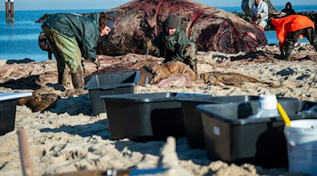 In speziellen Kisten wurden die Proben des Wal-Kadavers von Sylt auf das Festland gebracht.  / Foto: Jonas Walzberg/dpa