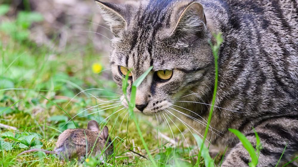 Mit der Aktion soll verhindert werden, dass sich Straßenkatzen immer weiter vermehren. (Archivbild) / Foto: Julian Stratenschulte/dpa