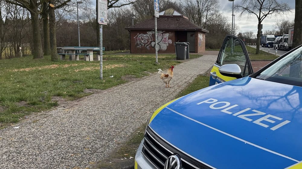 Hahn Hermann wurde von privaten Tierrettern eingefangen. (Archivbild) / Foto: -/Polizei Leer/Emden/dpa