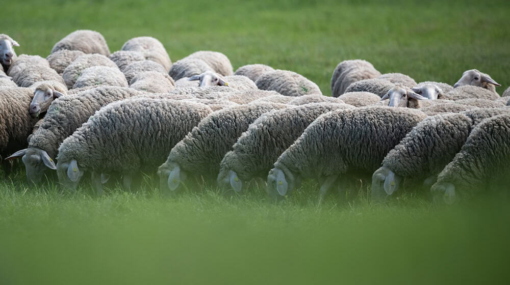 Eine Schafherde wurde vom Veterinäramt in Obhut genommen. (Symbolbild) / Foto: Hannes P. Albert/dpa