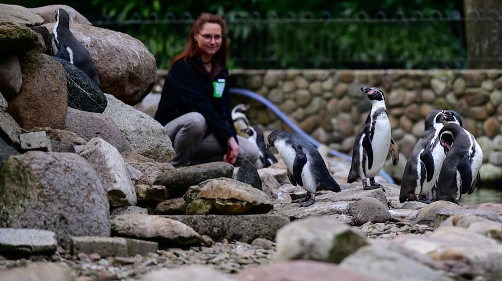 Die zoologische Leiterin im Weltvogelpark Walsrode kontrolliert Humboldtpinguine. / Foto: Philipp Schulze/dpa