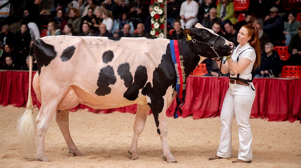 Kuh Pamela ist die amtierende «Miss Ostfriesland». (Archivbild) / Foto: Hauke-Christian Dittrich/dpa