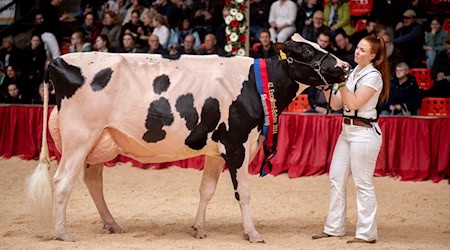 Kuh Pamela ist die amtierende «Miss Ostfriesland». (Archivbild) / Foto: Hauke-Christian Dittrich/dpa