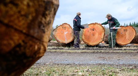 Wertvolle Hölzer sind wieder online versteigert worden.  / Foto: Philipp Schulze/dpa