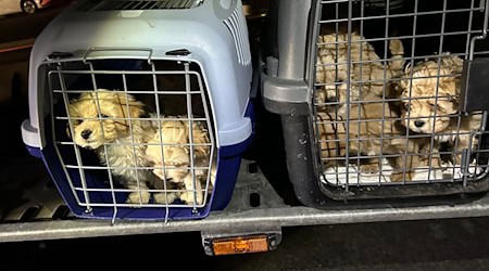 Die neun Hunde wurden dicht gedrängt transportiert und waren dehydriert.  / Foto: Hauptzollamt Braunschweig/dpa