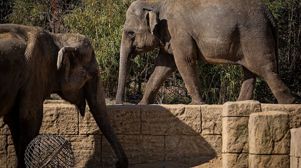 Der Zoo Hannover wird in diesem Jahr 160 Jahre alt.  / Foto: Moritz Frankenberg/dpa