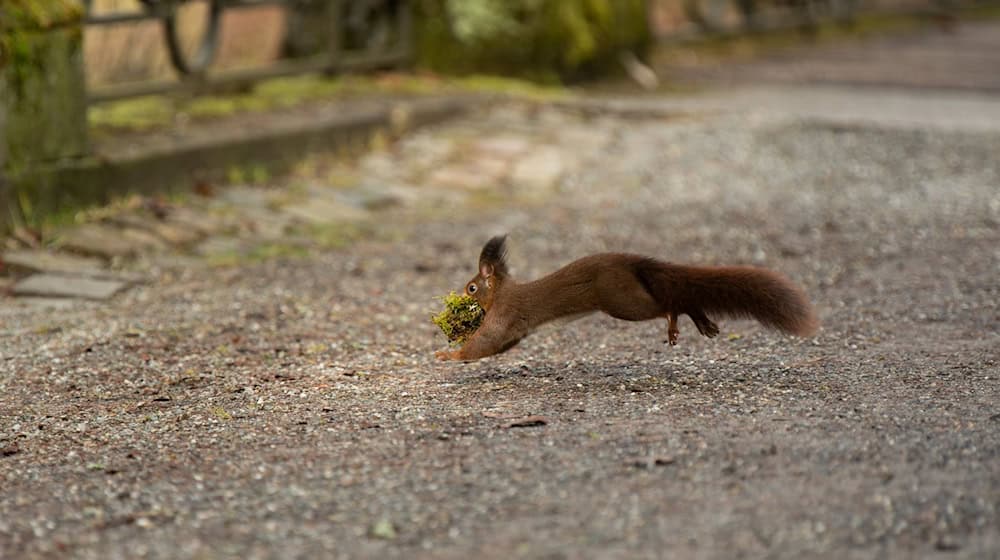 Gesunde junge Wildtiere sollten bei ihren Eltern gelassen werden, auch wenn diese gerade nicht in der Nähe sind. (Symbolbild) / Foto: Silas Stein/dpa