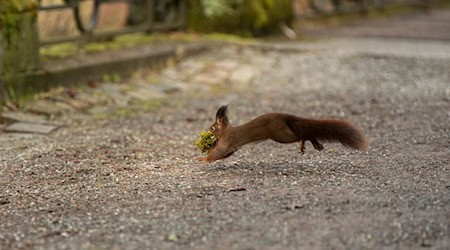 Gesunde junge Wildtiere sollten bei ihren Eltern gelassen werden, auch wenn diese gerade nicht in der Nähe sind. (Symbolbild) / Foto: Silas Stein/dpa