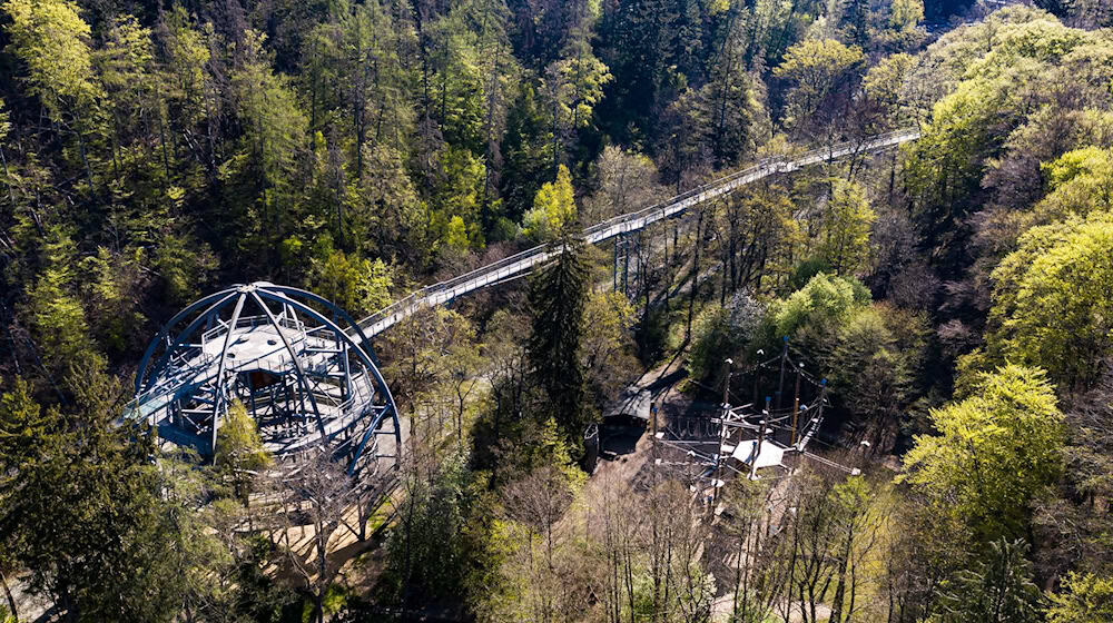 Mit dem Baumwipfelpfad begann vor zehn Jahren der Ausbau des touristischen Angebotes am Burgberg in Bad Harzburg. (Archivbild)  / Foto: Swen Pförtner/dpa