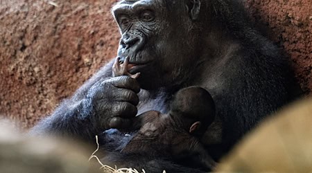 Auch Gorillas zählen zu den bedrohten Tierarten. (Symbolbild) / Foto: Vondrouš Roman/CTK/dpa