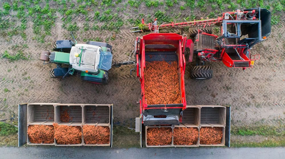 Rund acht Prozent der landwirtschaftlichen Betriebe in Niedersachsen arbeiten nach Bio-Standards. (Archivbild) / Foto: Julian Stratenschulte/dpa