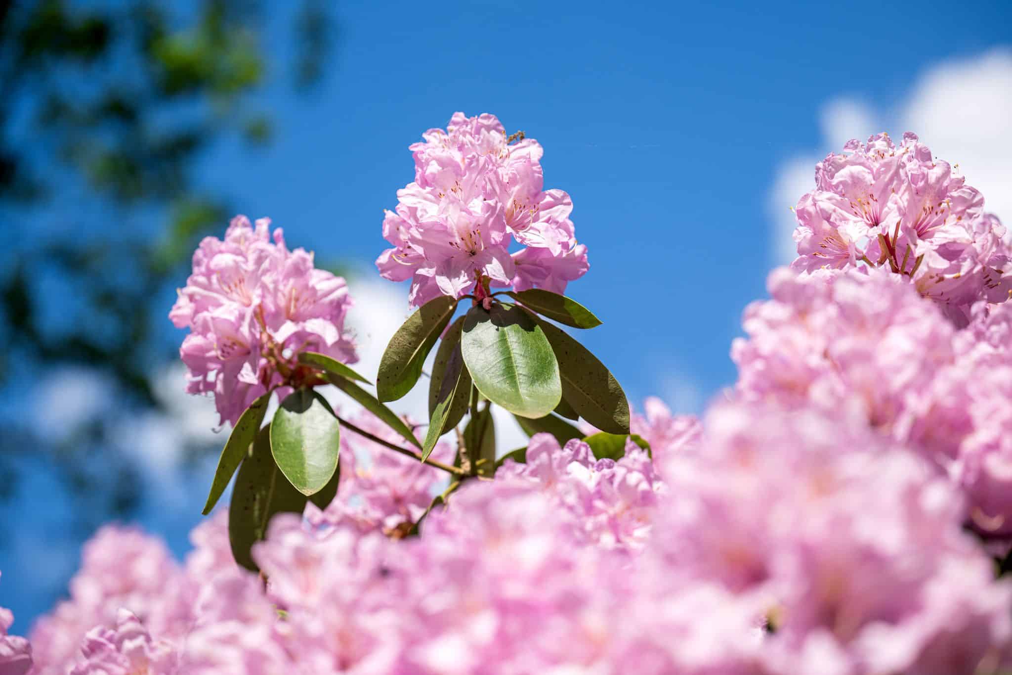 Bltenmeer in Pink und Pastell - Park feiert Rhododendron