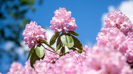 Rhododendren sind beliebte Pflanzen für Parks und Gärten. (Archivbild) / Foto: Sina Schuldt/dpa