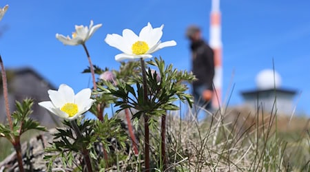 Die Brockenanemone kommt ausschließlich auf dem höchsten Berg Sachsen-Anhalts vor.  / Foto: Matthias Bein/dpa