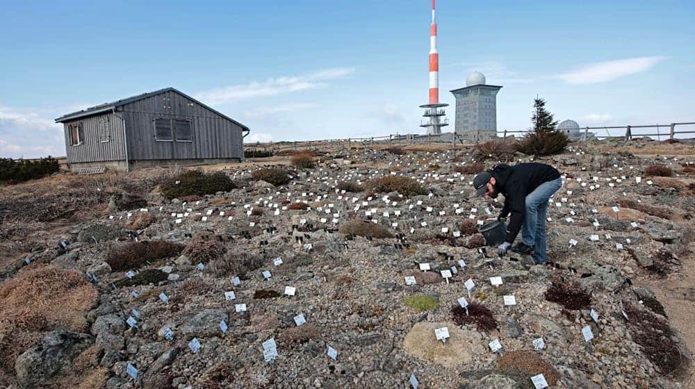 Im Botanischen Garten des Nationalparks Harz auf dem Brocken wachsen etwa 1.500 Hochgebirgspflanzen aus aller Welt. (Archivbild) / Foto: Matthias Bein/dpa