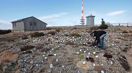 Im Botanischen Garten des Nationalparks Harz auf dem Brocken wachsen etwa 1.500 Hochgebirgspflanzen aus aller Welt. (Archivbild) / Foto: Matthias Bein/dpa