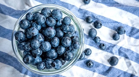 Beeren statt Chips oder Nüsschen: Heidelbeeren, auch Blaubeeren genannt, liegen auf einem Esstisch und werden gern gesnackt. / Foto: Sina Schuldt/dpa