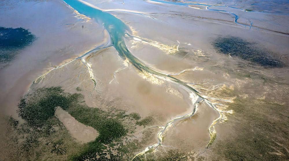 Die Seegrasbestände im niedersächsischen Wattenmeer sind in den vergangenen Jahren stark zurückgegangen. (Symbolbild) / Foto: Sina Schuldt/dpa