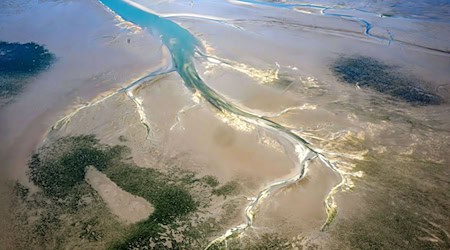 Die Seegrasbestände im niedersächsischen Wattenmeer sind in den vergangenen Jahren stark zurückgegangen. (Symbolbild) / Foto: Sina Schuldt/dpa
