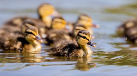 Mehrere Enten wie diese mussten von der Feuerwehr aus einem Güllesilo gerettet werden. (Symbolfoto) / Foto: Rolf Vennenbernd/dpa